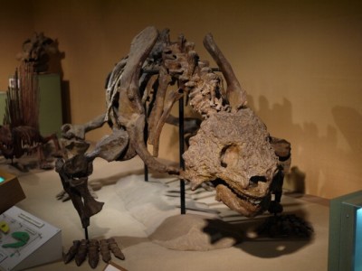 東海大学　自然史博物館（恐竜のはくぶつかん）の写真3