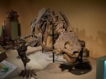 東海大学　自然史博物館（恐竜のはくぶつかん）の写真のサムネイル写真2