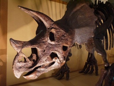東海大学　自然史博物館（恐竜のはくぶつかん）の写真5
