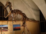 東海大学　自然史博物館（恐竜のはくぶつかん）の写真のサムネイル写真5