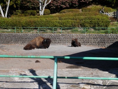 日本平動物園の写真12