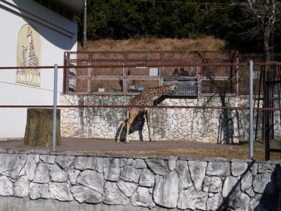日本平動物園の写真13