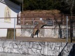 日本平動物園の写真のサムネイル写真12