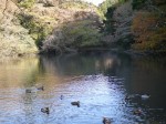 日本平動物園の写真のサムネイル写真15