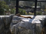 日本平動物園の写真のサムネイル写真17