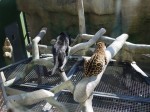日本平動物園の写真のサムネイル写真18