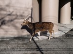 日本平動物園の写真のサムネイル写真26