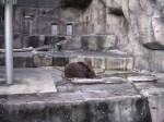 浜松市立動物園の写真のサムネイル写真2