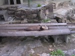 浜松市立動物園の写真のサムネイル写真3