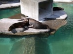 浜松市立動物園の写真のサムネイル写真16