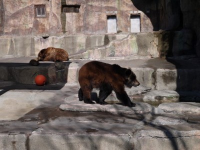 浜松市立動物園の写真18