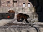 浜松市立動物園の写真のサムネイル写真17