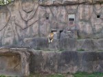 浜松市立動物園の写真のサムネイル写真23