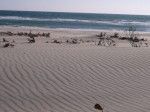 浜岡砂丘の写真のサムネイル写真6