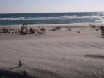 浜岡砂丘の写真のサムネイル写真12