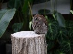 掛川花鳥園の写真のサムネイル写真2