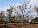 香貫山公園の写真のサムネイル写真10