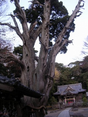 伊豆白浜神社の写真2