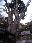 伊豆白浜神社の写真のサムネイル写真2