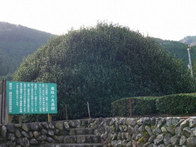 藤枝の大茶樹の写真