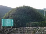 藤枝の大茶樹の写真のサムネイル写真1