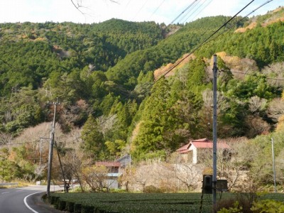県道220号線沿い（島田市）の写真