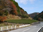 県道220号線沿い（島田市）の写真のサムネイル写真7