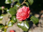 玉露の里 椿園の写真のサムネイル写真10
