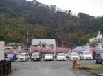 河津桜まつりの写真のサムネイル写真1