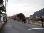 河津桜まつりの写真のサムネイル写真4