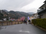 河津桜まつりの写真のサムネイル写真7
