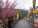 河津桜まつりの写真のサムネイル写真9
