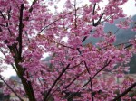 河津桜まつりの写真のサムネイル写真10