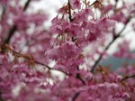 河津桜まつりの写真のサムネイル写真11