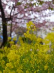 河津桜まつりの写真のサムネイル写真12