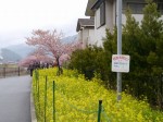 河津桜まつりの写真のサムネイル写真14