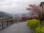 河津桜まつりの写真のサムネイル写真15