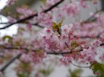 河津桜まつりの写真のサムネイル写真16