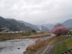 河津桜まつりの写真のサムネイル写真17