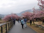 河津桜まつりの写真のサムネイル写真18