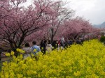 河津桜まつりの写真のサムネイル写真19