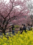 河津桜まつりの写真のサムネイル写真20