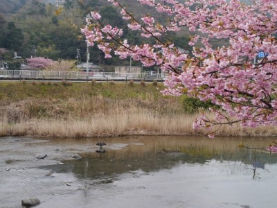 河津桜まつりの写真22