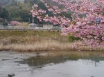 河津桜まつりの写真のサムネイル写真22