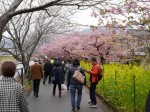 河津桜まつりの写真のサムネイル写真24