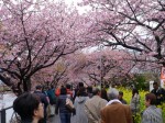 河津桜まつりの写真のサムネイル写真25