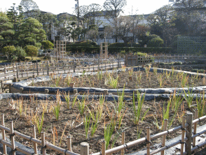 堀切菖蒲園の写真