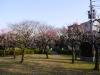 戸山公園（箱根山地区）の写真のサムネイル写真17