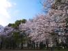 戸山公園（箱根山地区）の写真のサムネイル写真29